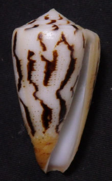 Conus lictor  43.6mm F+++