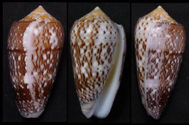 Conus floccatus  58.4mm F+++
