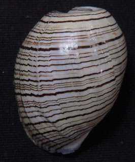 Hydatina physis  31.7mm F+++