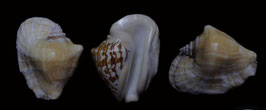 Strombus latissimus  98.7mm F++/F+++