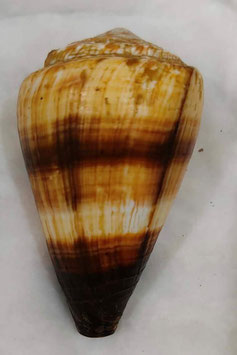 Conus miles 83mm F+++