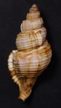 Cymatium pileare 85.9mm F+++