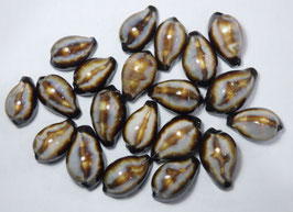 Cypraea onyx  30mm- 39mm F+++ set of 20pcs shells