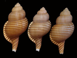 Cymatium Gelagna succincta  46mm-52mm F+++