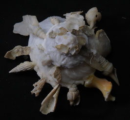Xenophora pallidula  50.6mm F++