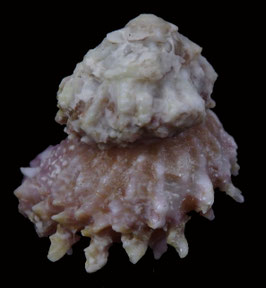 Astralium lapillus  24.9mm F++/F+++