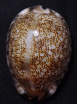 Cypraea arabica  56mm F+++