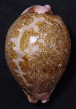 Cypraea mappa  83.2mm F++/F+++