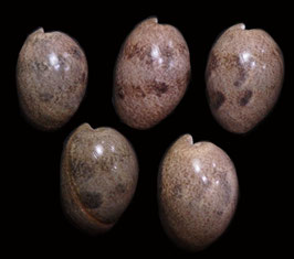 Bulla ampulla  42.9mm - 48.8mm F+++
