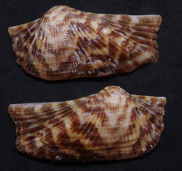 Arca navicularis   53mm F+++