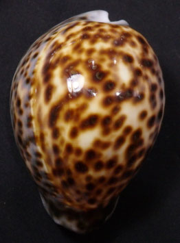 Cypraea tigris  79.3mm F+++,