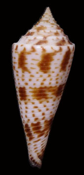 Conasprella comatosa  48.4mm F+++