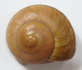 Ryssota (Lamarckiella) oweniana 52.8mm F+++