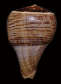 Conus figulinus  63.7mm F+++