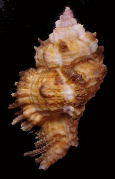 Chicoreus laciniatus 55.1mm F+++