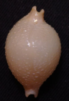 Cypraea cicercula  20.9mm F+++