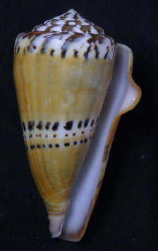 Conus mustelinus Hwass, 1792