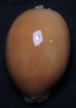 Callistocypraea aurantium  96.4mm F+++