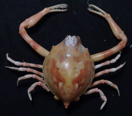 Myra grandis  41.5mm preserved crabs