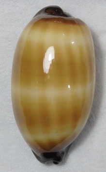 Cypraea talpa  75.5mm F+++