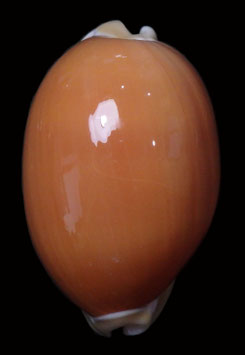 Callistocypraea aurantium  95.3mm F++/F+++