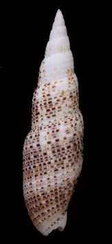 Neocancilla gloriola  55.3mm F++