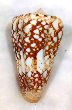 Conus ammiralis 70.3mm F+++