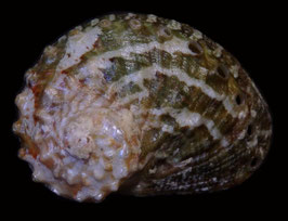 Haliotis ovina volcanius  53.4mm F+++