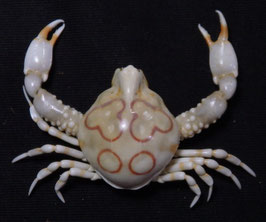 Leucosia anatum  24.1mm F+++ preserved sea crabs taxidermy