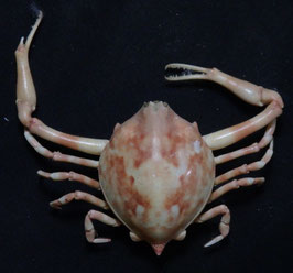 Myra grandis  39.9mm preserved crabs