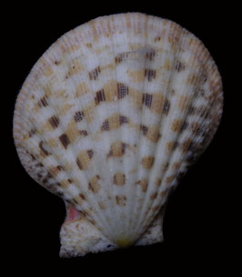 Semipallium flavicans  52.6mm F+++