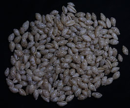 Cypraea punctata  10mm -13mm F+++ set of 271 pcs shells