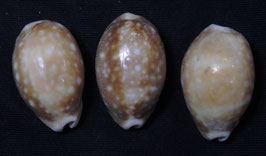 Cypraea vitellus 26.3mm-26.7mm F+++