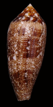 Conus aureus  59.2mm F++/F+++