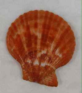Mimachlamys sanguinea   72.8mm F+++