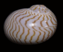 Natica undulata  24.3mm F+++