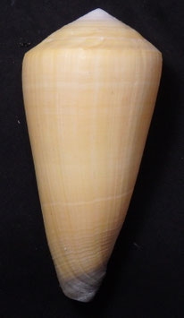 Conus virgo 108.6mm F+++