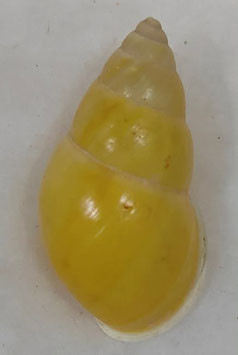 Amphidromus basilanensis  42.5mm F+++