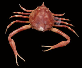 Myra grandis  40.1mm preserved crabs