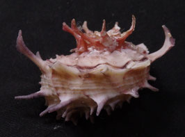 Angaria aculeata   32.4mm F++