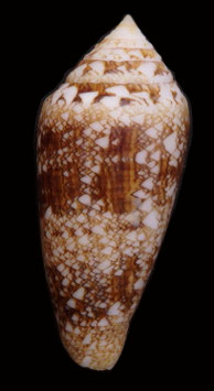 Conus telatus  61.7mm  F+++