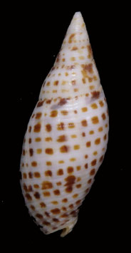 Mitra cardinalis  57.8mm F++/F+++