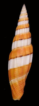 Vexillum citrinum filiareginae  61mm F+++