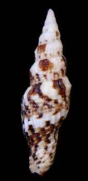 Vexillum (Costellaria) mirabile  47.2mm F+++