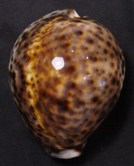 Cypraea tigris 83.1mm F+++