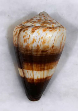 Conus miles 78.3mm F+++