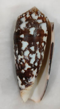 Conus striatus 84mm F+++
