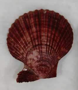 Mimachlamys sanguinea   76.4mm F+++