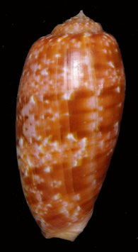 Conus (Textilia) bullatus  60.3mm F+++