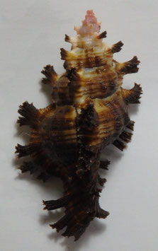 Chicoreus lamarcki   85.3mm F+++